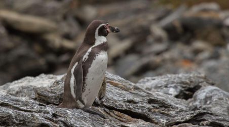 Conaf junto a la Municipalidad de Zapallar firman convenio para la protección del Monumento Isla Cachagua