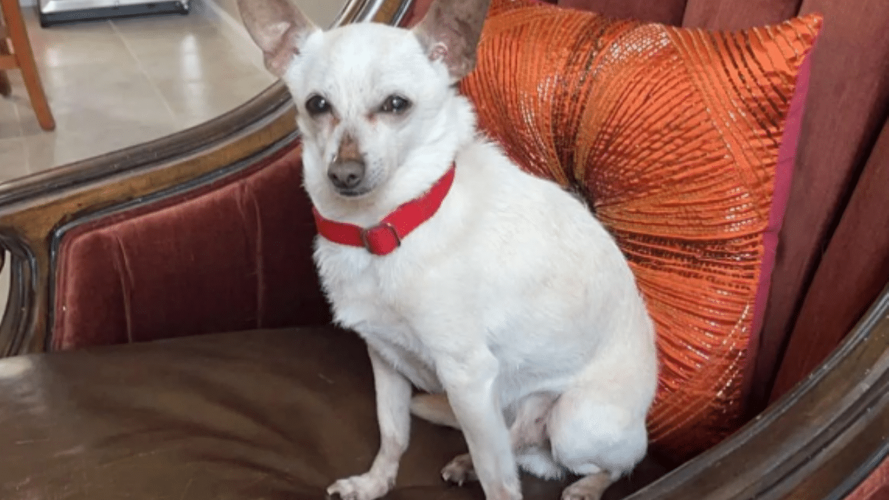 Conoce la historia del Chihuahua que ganó récord Guinness por ser el perro más longevo del mundo
