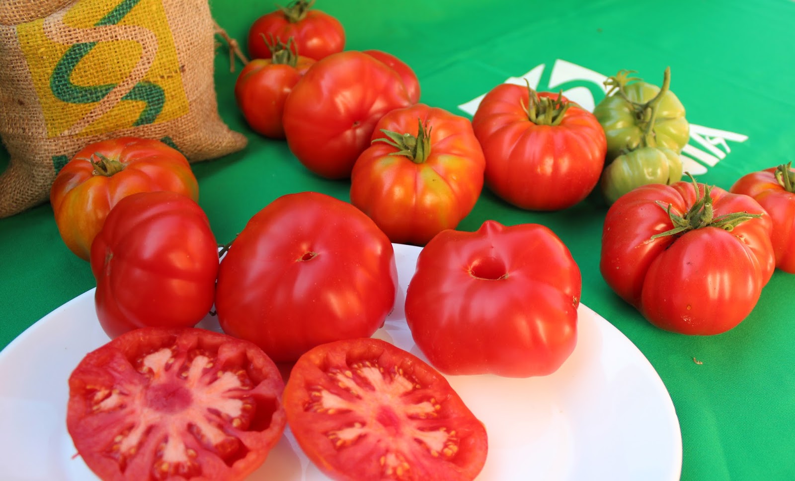 Limache: Por primera vez se cosechará tomate local en temporada de invierno