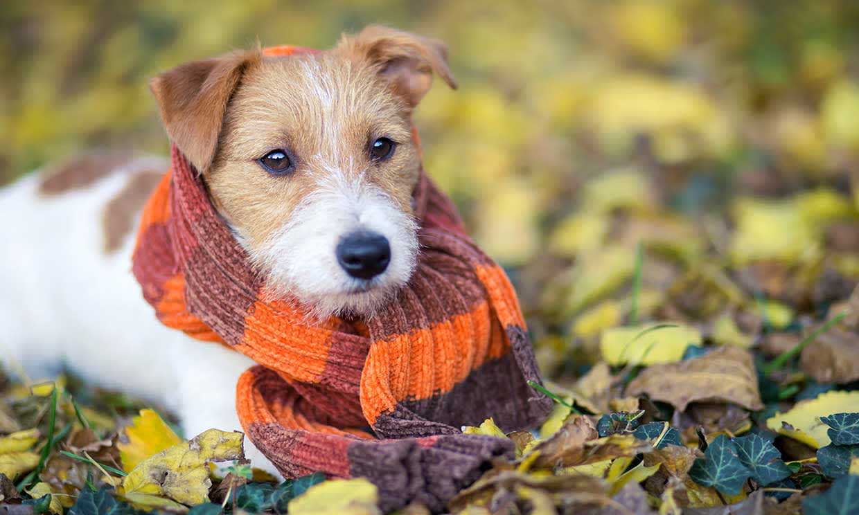 Dato: Cómo saber si tu perro está pasando frío y cómo cuidarlos de las bajas temperaturas