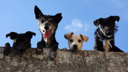 Día del Perro: ¿Por qué se celebra hoy 21 de julio? en Radio Somos te lo explicamos