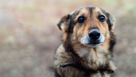 Quilpué: Realizan desfile inclusivo de mascotas abandonadas en Mall de la comuna
