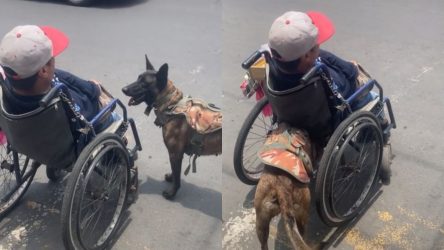 Fiel amigo: Perrito ayuda a su dueño empujando su silla de ruedas