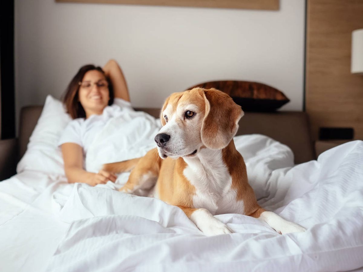 ¿Duermes con tu mascota? Estudio revela que sería beneficioso para un buen descanso 