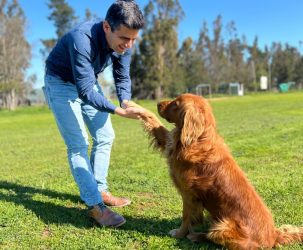 Casablanca: Comuna contará com veterinaria móvil gracias a recursos del Gobierno regional 
