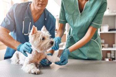 Viña del Mar: Comuna contará con el primer centro veterinario municipal en el centro de la ciudad