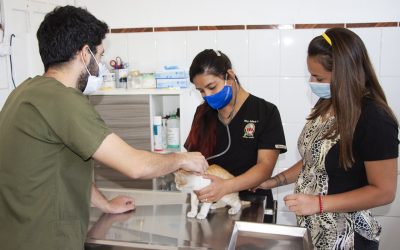 Quillota: Comuna contará su primer Centro Municipal de Atención Veterinaria