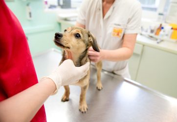 San Esteban: Municipio realizará dos nuevos operativos gratuitos y masivos para la esterilización de mascotas 