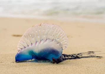 Concón: Decretan el cierre provisorio de Playa Amarilla por presencia de fragata portuguesa