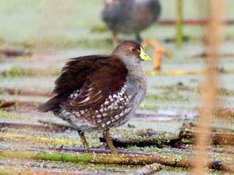 Quilpué: Parque Las Tagüitas se encuentra disponible este verano para la observación de aves