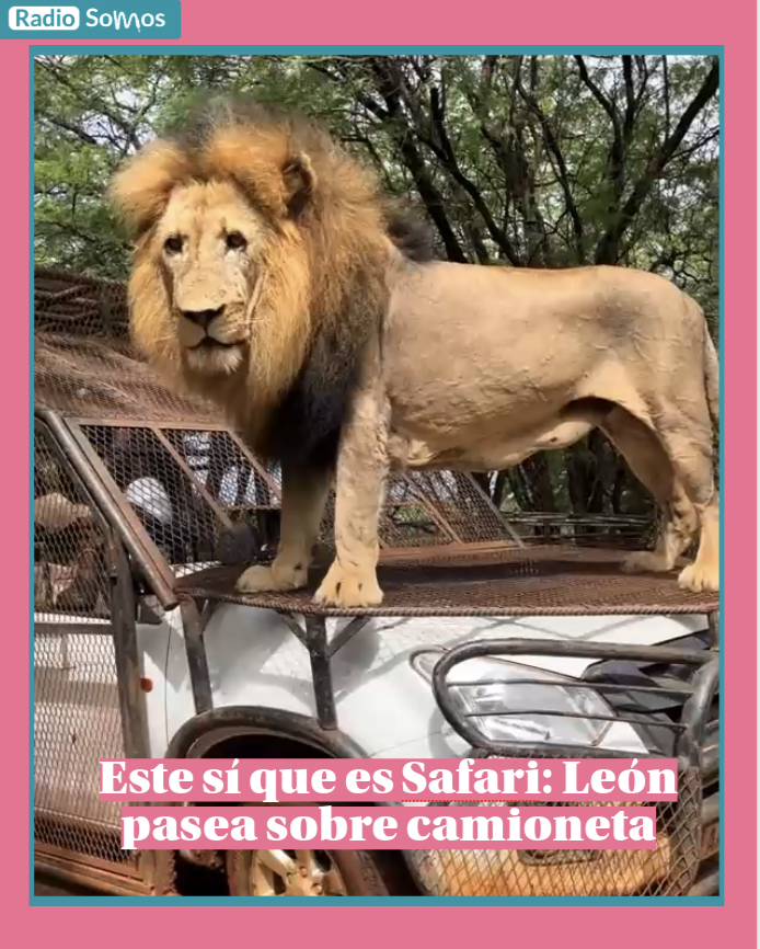 Viral: León decide pasear sobre camioneta en Safari