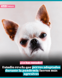 Estudio revela que perros adquiridos en pandemia fueron más agresivos
