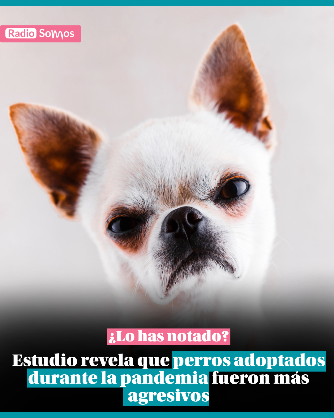 Estudio revela que perros adquiridos en pandemia fueron más agresivos
