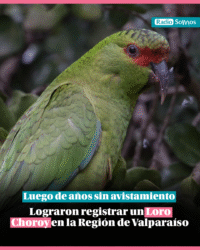 Después de años sin avistamientos registran Loro Choroy en la Región de Valparaíso 