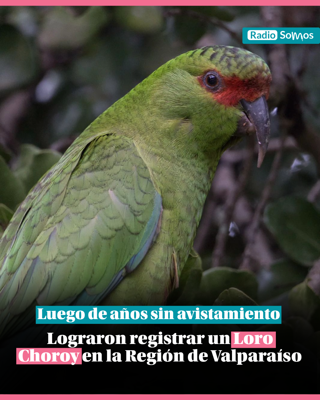 Después de años sin avistamientos registran Loro Choroy en la Región de Valparaíso 
