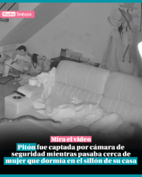 Pitón fue captada por cámara de seguridad mientras pasaba cerca de mujer que dormía en el sillón de su casa