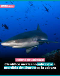 Científico mexicano sobrevive a mordida de tiburón en la cabeza