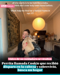 Perrita que sobrevivió a disparo en la cabeza y cuya historia se viralizó, busca hogar
