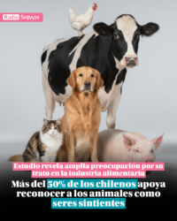 Más del 50% de los chilenos apoya reconocer a los animales como seres sintientes