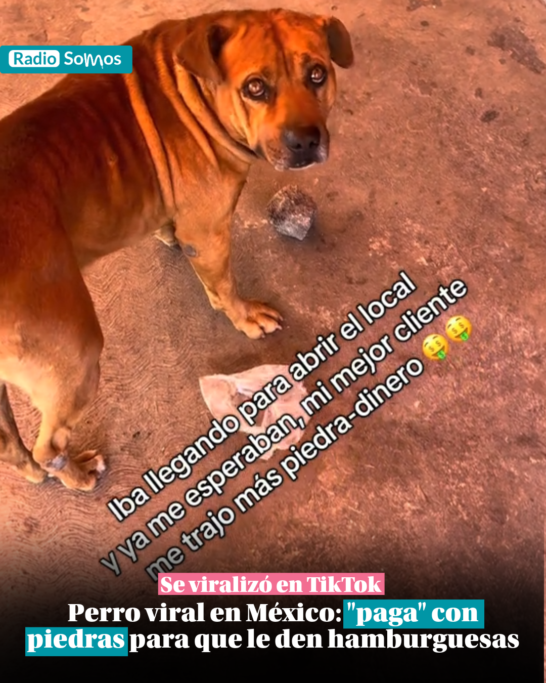 Perro en México se vuelve viral por “pagar” hamburguesas con piedras